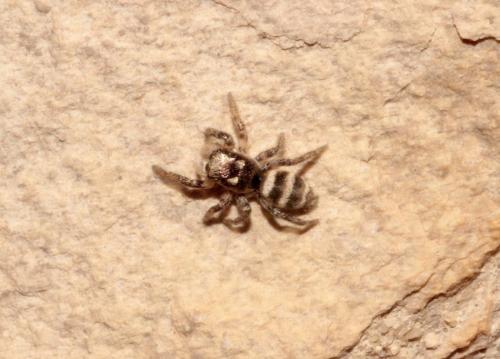 Réf. 275 524 : Salticus propinquus